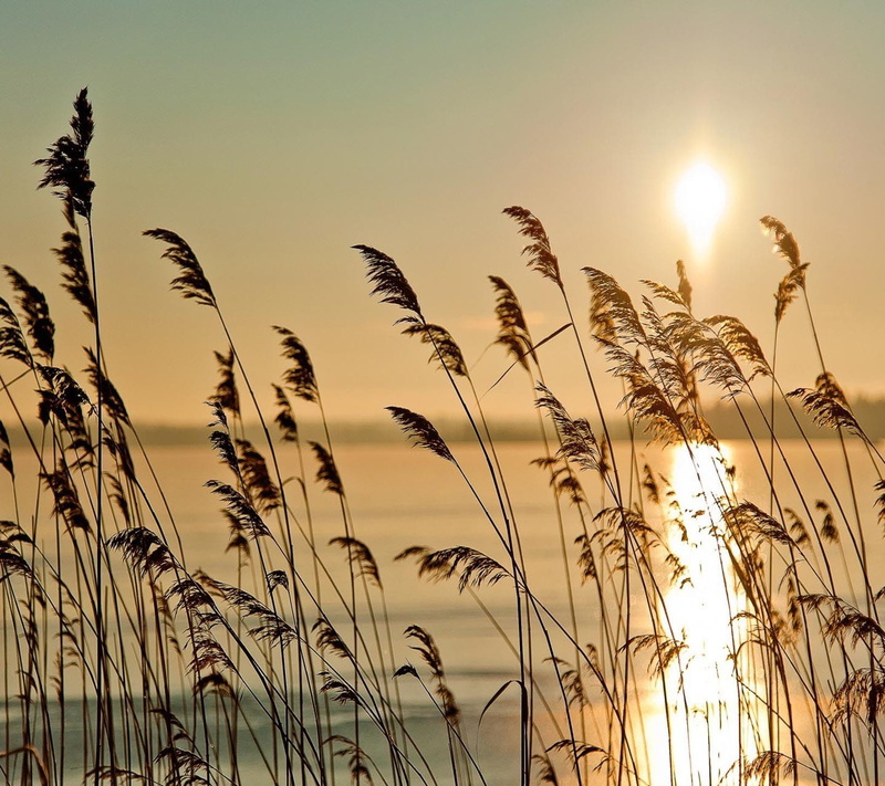 timothy grass, beauty in nature, lens flare, rural scene, land, no people, 720P, field, back lit, tranquility, cereal plant, water, plant, sunset, grass