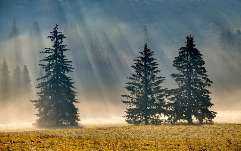 environment, morning, pine woodland, dry grass, pine tree, sun rays, nature, scenics - nature, tranquil scene, tree, plant, photography, field, no people