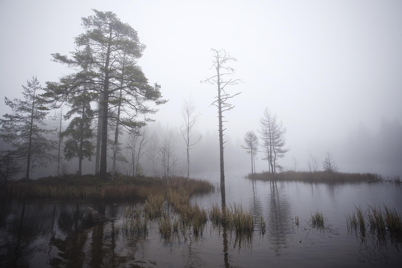 outdoors, land, fog, beauty in nature, hazy, morning, scenics - nature, water, no people, tree, reflection, tranquility, sky, landscape, tranquil scene