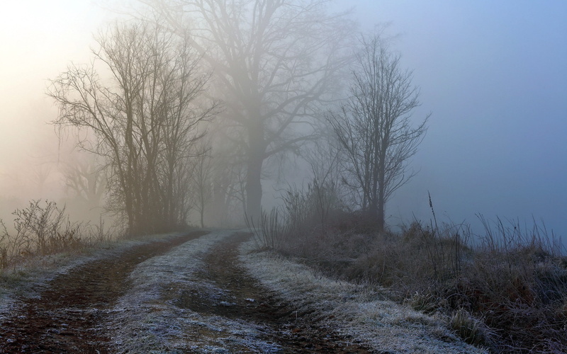 tree, the way forward, frost, non-urban scene, scenics - nature, environment, mist, nature, tranquility, landscape, dry grass, snow, beauty in nature, plant