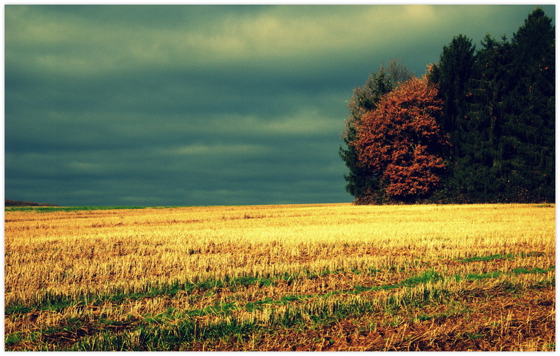 day, nature, clouds, sky, plant, photo manipulation, 4K, trees, land, dry grass, tranquil scene, tree, no people, landscape, tranquility, agriculture