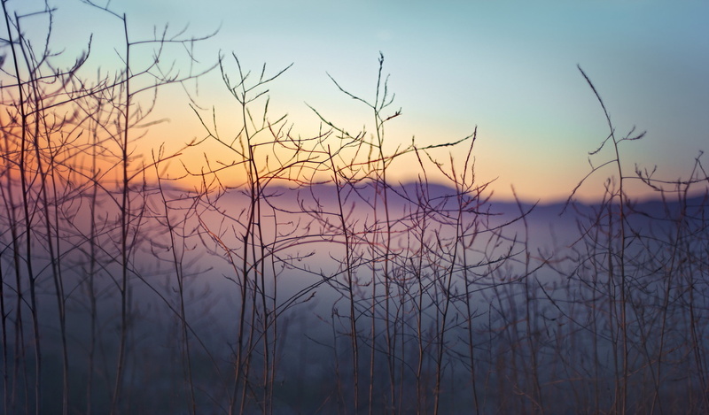 dry grass, depth of field, plants, landscape, nature, 2K, orange sky
