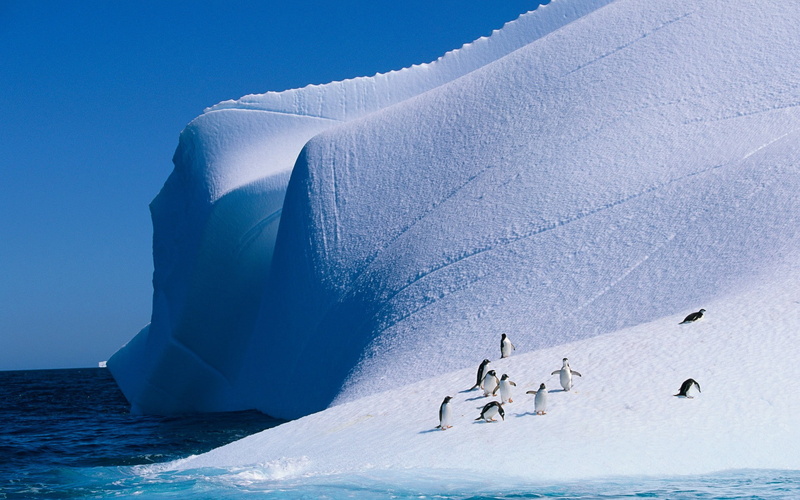nature, landscape, animals, 1080P, iceberg, birds, ice, penguins