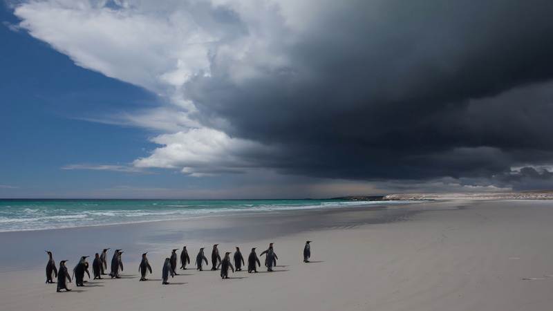 large group of animals, scenics - nature, 1080P, non-urban scene, penguins, sky, landscape, tranquility, horizon, land, coast, animals, cloud - sky, sand