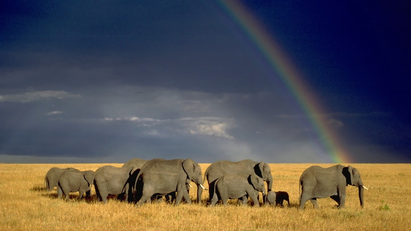 animal family, rainbow, field, african elephant, scenics - nature, elephant, sky, herbivorous, 1080P, plant, mammal, beauty in nature, no people, wildlife