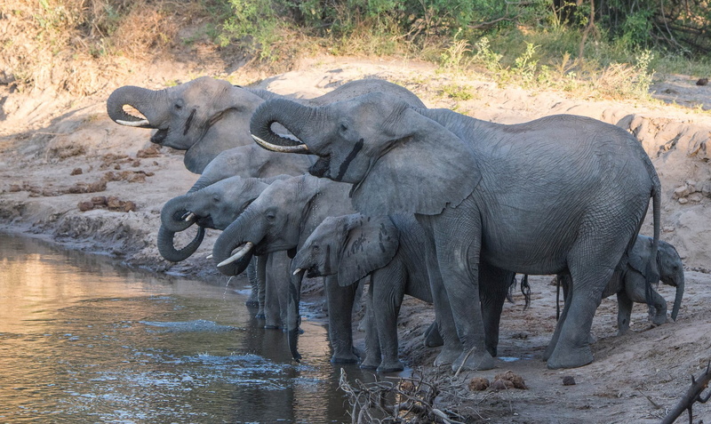 animals, 1080P, elephant, baby animals, water