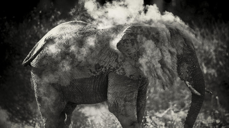 monochrome, animal, mammal, 1080P, gray, day, african elephant, two animals, herbivorous, animals in the wild, aggression, animal trunk, dust, elephant