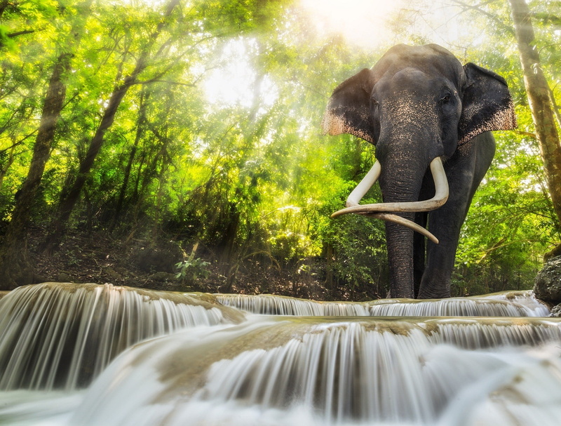 water, no people, animal trunk, elephant, animal wildlife, 1080P, mammal, flowing water, beauty in nature, rainforest, animals in the wild, outdoors, nature