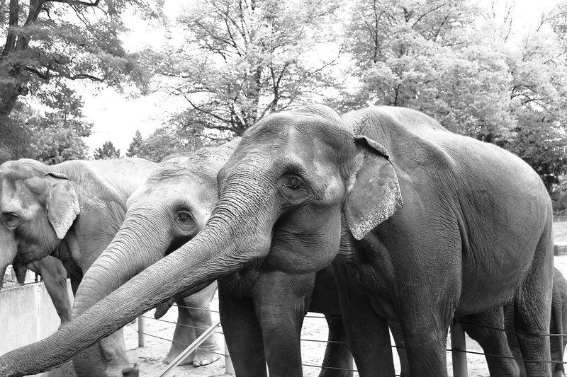 1080P, short, animals in the wild, animal themes, outdoors, monochrome, tree, animal trunk, mammals, black, vertebrate, animal body part, domestic animals