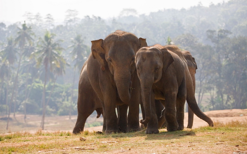 plant, group of animals, animal wildlife, elephants, forest, tree, vertebrate, animal themes, animals in the wild, no people, young animal, three, day