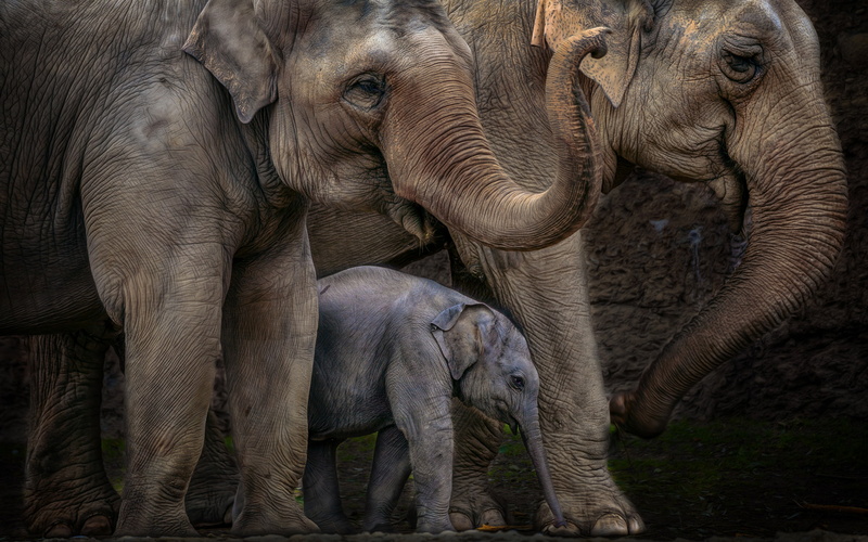 illustration, animals, elephants, elephant, three, 2K, hd