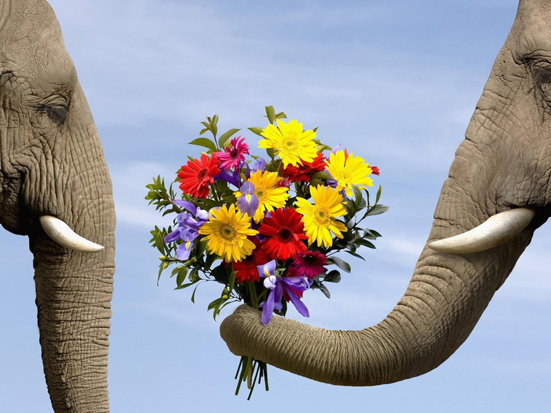 flowers, close-up, sky, elephant, real people, brown, elephants, two, day, growth, hand, flower, freshness, yellow, human hand, flower arrangement, animals