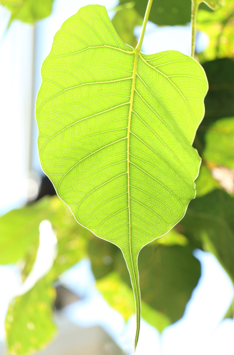 leaves, green color, buddha, freshness, tranquility, day, 4K, close-up, natural pattern, mahamevnawa, green, plant part, no people, nature, selective focus
