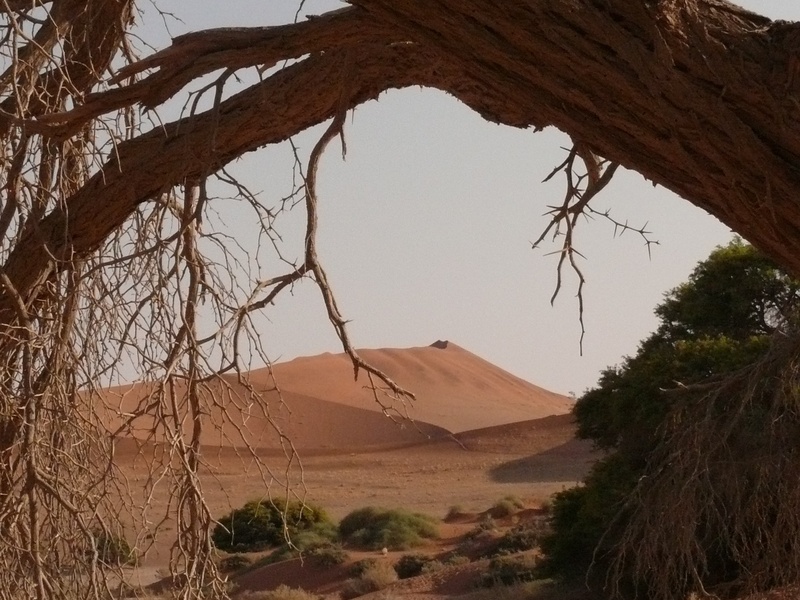 arid climate, tree, geology, scenics - nature, day, beauty in nature, climate, mountain, outdoors, 1080P, dune, rock formation, drought, land, environment