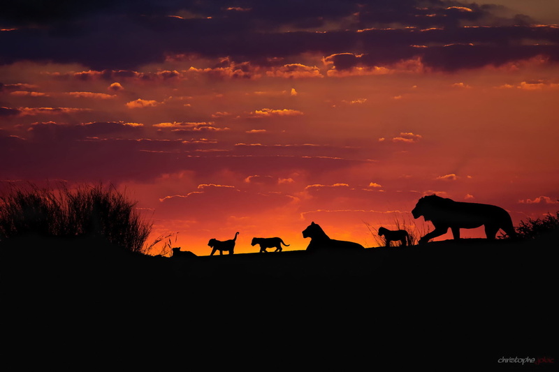 vertebrate, family pack of lions, silhouettes, animals, animal, 1080P, no people, Africa, nature, animal wildlife, the sky, lions, domestic, the cubs