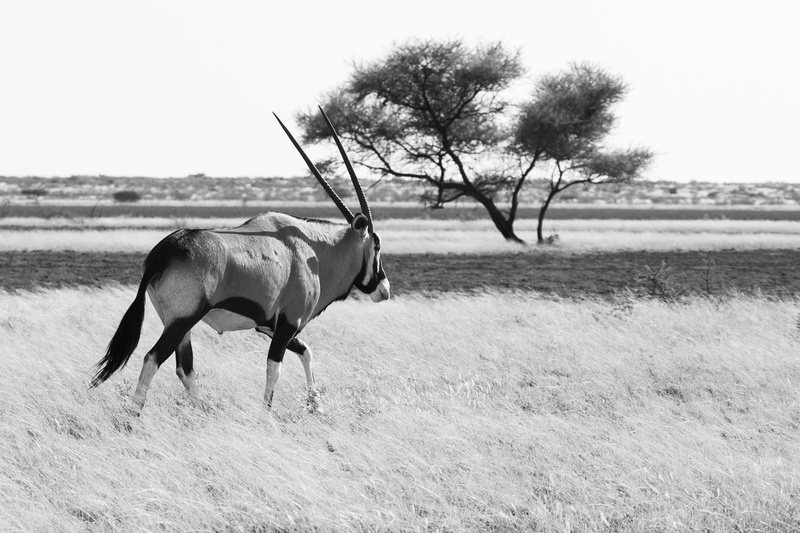 one animal, gemsbuck, botswana, ckgr, herbivorous, grassland, pets, grass, environment, animal themes, oryx, wild, plant, deception pan, animal wildlife
