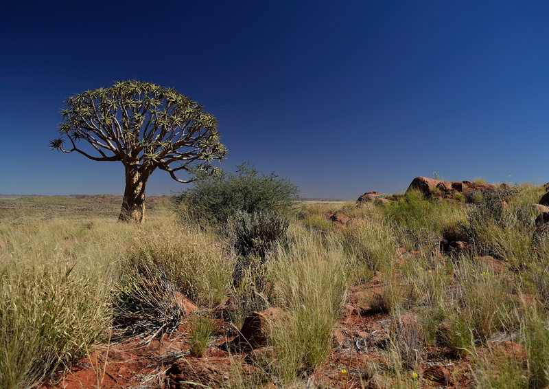 day, blue, africa, sky, grass, arid, land, plant, tree, scenics - nature, scenics, clear sky, semi-arid, non-urban scene, field, unspoiled, 4K, desert