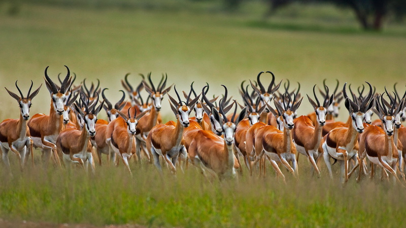 South Africa, 1080P, Springbok, antelope jumping, Africa, African antelope, Kalahari