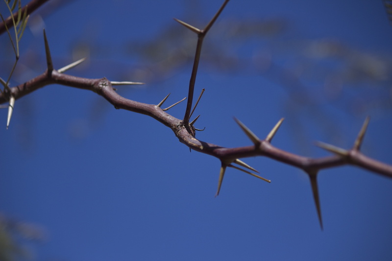 animal, namibia, outdoors, technology, spur, blue, fuel and power generation, low angle view, thorns, sky, animal themes, nature, kalahari desert, turbine