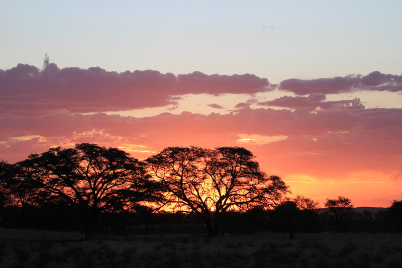 orange color, non-urban scene, growth, outdoors, idyllic, 5K, sunset, africa, cloud - sky, kalahari, tranquil scene, tranquility, plant, beauty in nature