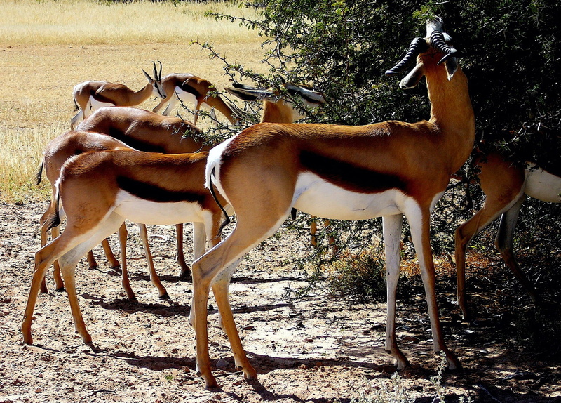 mammal, sunlight, one animal, horse, day, animal wildlife, animal themes, animal, kalahari, outdoors, tree, domestic animals, vertebrate, herbivorous, plant
