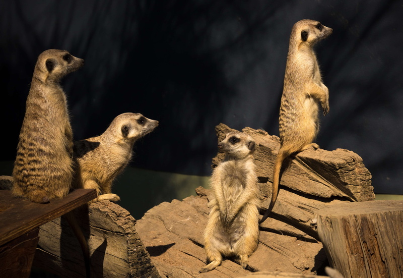 no people, rock - object, curious, vertebrate, animal family, mammal, animals in captivity, animal wildlife, upright, kalahari, animal themes, herd, meercat