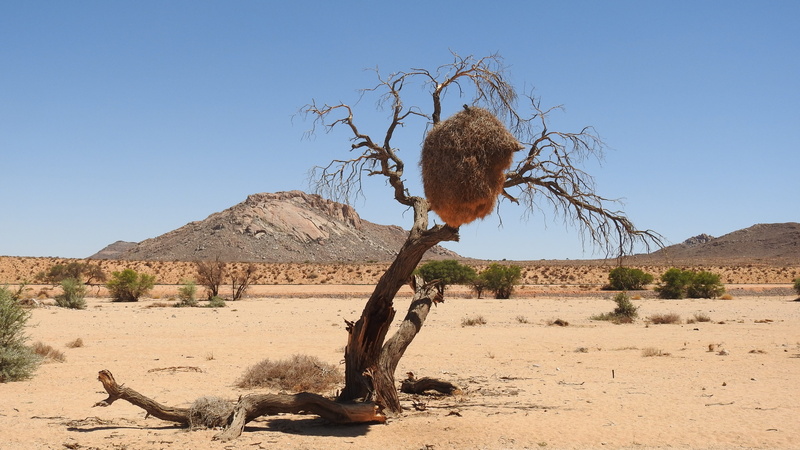 4K, desert, no people, climate, outdoors, arid Climate, nature, plant, tree, environment, day, webervogel, solid, semi-arid, one animal, travel Locations