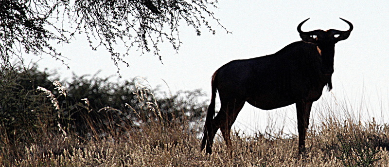 field, mammal, grass, vertebrate, outdoors, day, animal themes, silhouette, 2K, herbivorous, kalahari desert, bull - animal, no people, one animal, animal