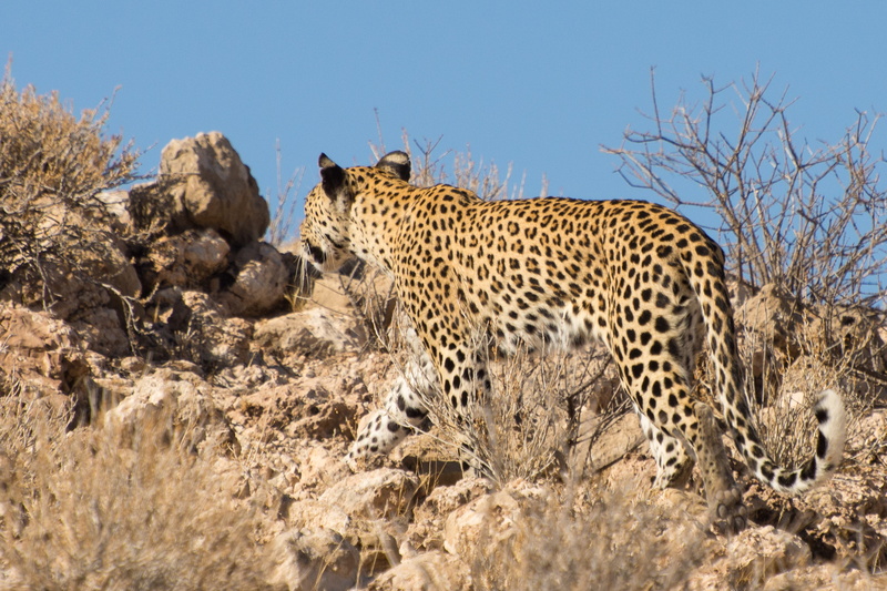 animals in the wild, safari, mammal, animal themes, cheetah, spotted, survival, big cat, leopard, wildcat, one animal, animal, vertebrate, animal wildlife