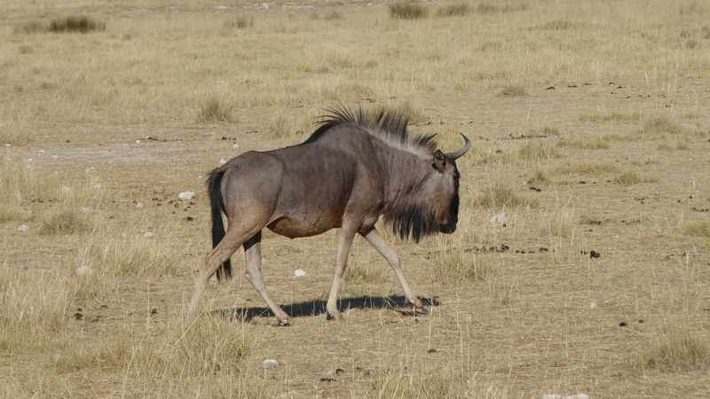 arid climate, animal, climate, 4K, one animal, outdoors, park, animal world, kalahari desert, mammal, semi-arid, day, grass, africa, plant, wild animal