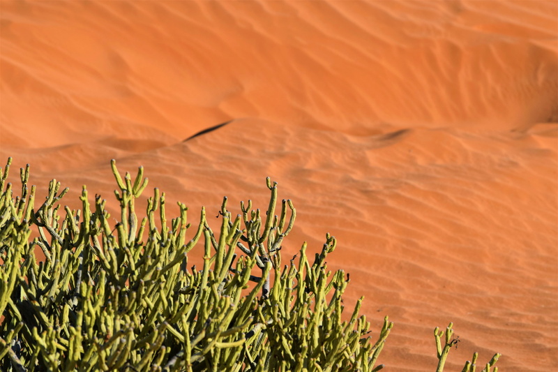 non-urban scene, no people, plant, sand dune, growth, kalahari, tranquil scene, scenics - nature, 5K, contrast, landscape, tranquility, nature, day, desierto