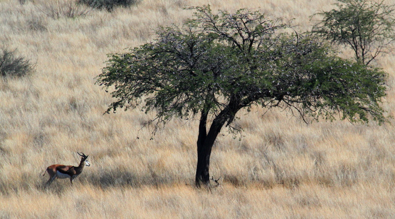 vertebrate, tree, nature, plain, antelope, springbok, gazelle, safari Animals, one animal, domestic animals, landscape, animal, animal themes, no people