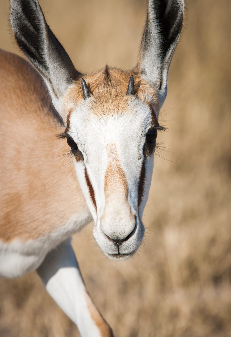 ears, focus on foreground, botswana, domestic, head shot, animal eye, eyes, animal wildlife, close-up, portrait, animal, face, curious, animal body part