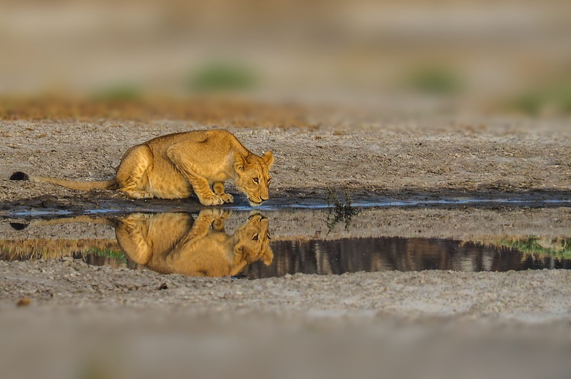 selective focus, one animal, brown, safari, nature, du, undomesticated cat, day, ground, cat, vertebrate, lion reflection, botswana, animal wildlife, carnivora