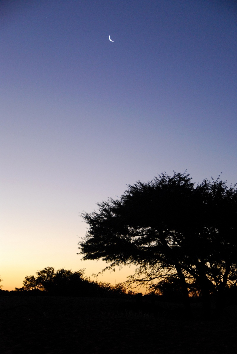 beauty in nature, africa, plant, tranquility, clear sky, idyllic, land, landscape, copy space, tree, kalahari, 4K, growth, non-urban scene, no people