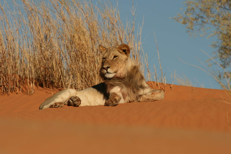 vertebrate, desert, undomesticated cat, one animal, animal themes, cat, no people, peaceful, feline, watchout, animals in the wild, mammal, wild animal