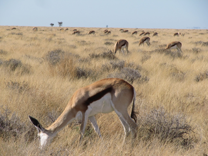 namibia, herbivorous, nature, grass, safari, domestic animals, sky, vertebrate, 4K, plant, animal, animal themes, herd, outdoors, kalahari, etosha, landscape