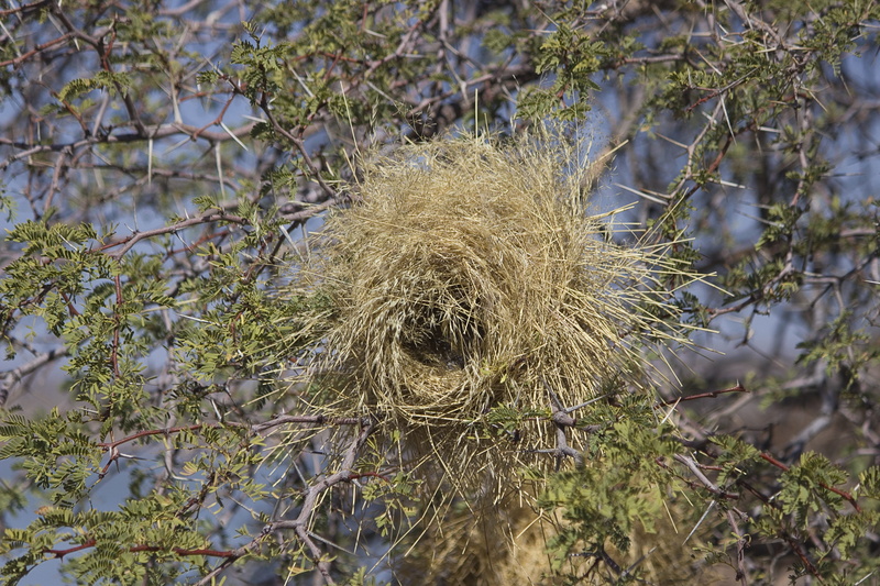 focus on foreground, one animal, webervogel, tree, no people, nest, outdoors, animal, day, animal themes, wildlife, kalahari desert, africa, bird, 5K