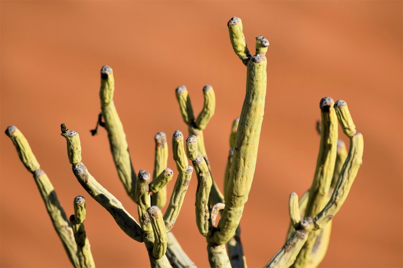 kalahari, 5K, growth, branch, desierto, desert, succulent, daytime, cactu, sunlight, brown, plant, bud, colored background, macro, flower, tranquility