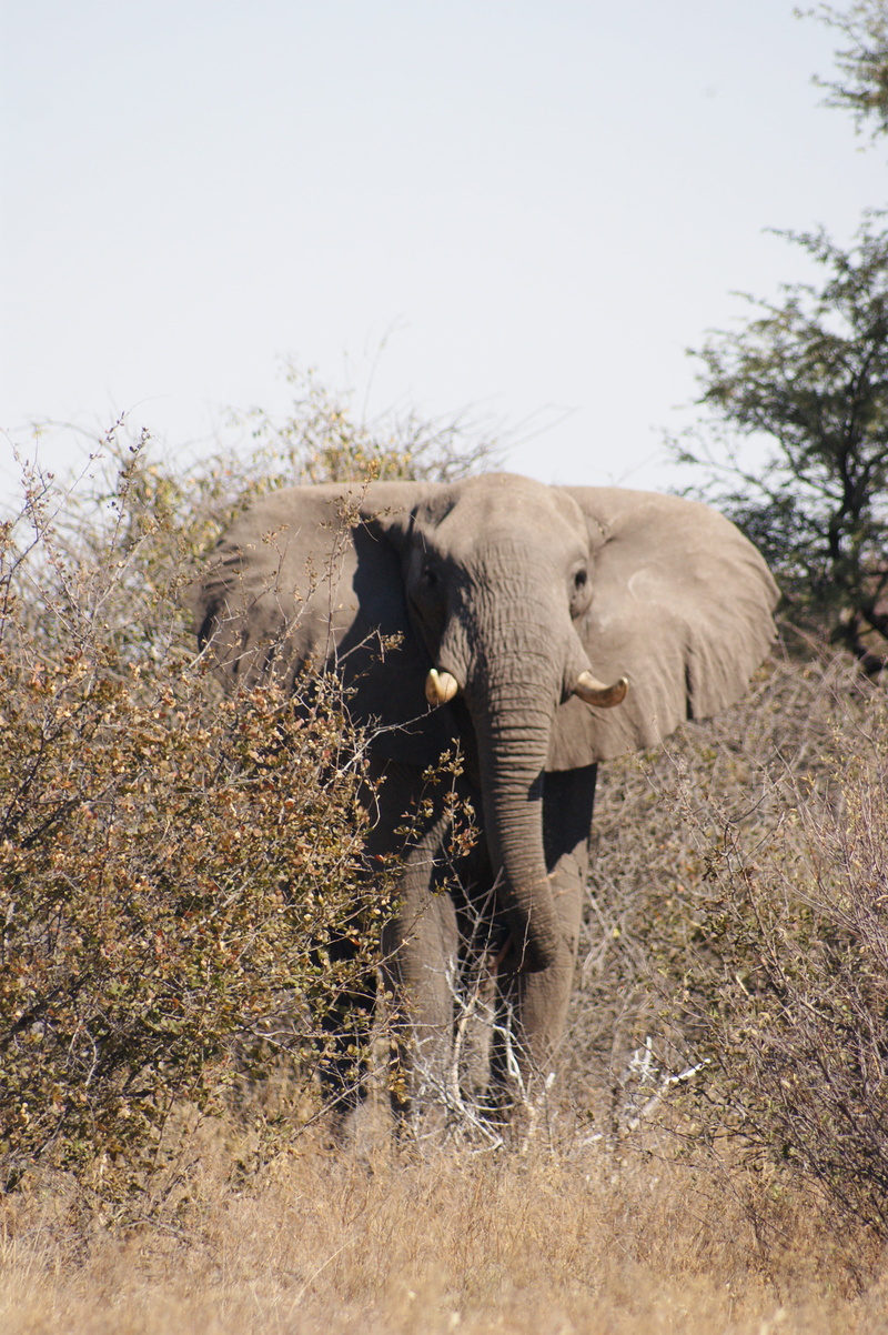 animal trunk, safari, wild animal, vertebrate, land, outdoors, no people, botswana, field, animal wildlife, animal, 4K, savannah, tree, safari Animals