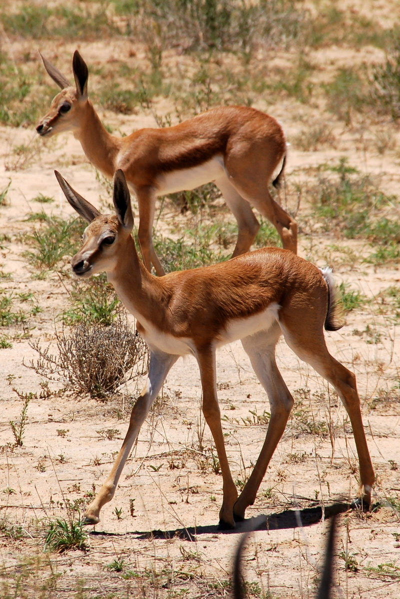 sunlight, animal, domestic animals, field, kalahari, nature, animal themes, fawn, springbok, land, animal wildlife, kgalagadi, sprinbock, standing, group of animals