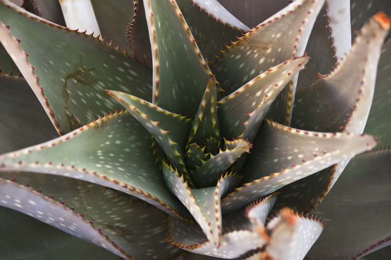 medicine, outdoors, beauty in nature, aloe, succulent plant, leaf, desert, 5K, herbal medicine, thorn, kalahari, spiked, sharp, spur, aloe vera plant