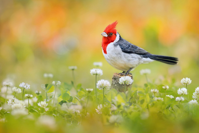 colorful, bird krasnohohlaya kardinalovaya bunting, red, flowers, 1080P, black, bird, white, beautiful, clover