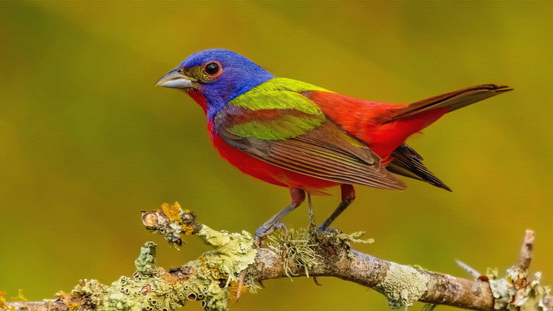 1080P, Bird, Colors, Bunting, Painted Bunting, Artistic, Passerine, Birds