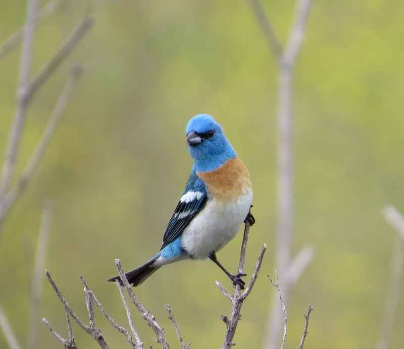 blue, bird, daytime, male, bunting, branch, animal, Morro Bay CA, wildlife, nature, Lazuli Bunting, 1080P, outdoors, animals In The Wild, twig, white bird