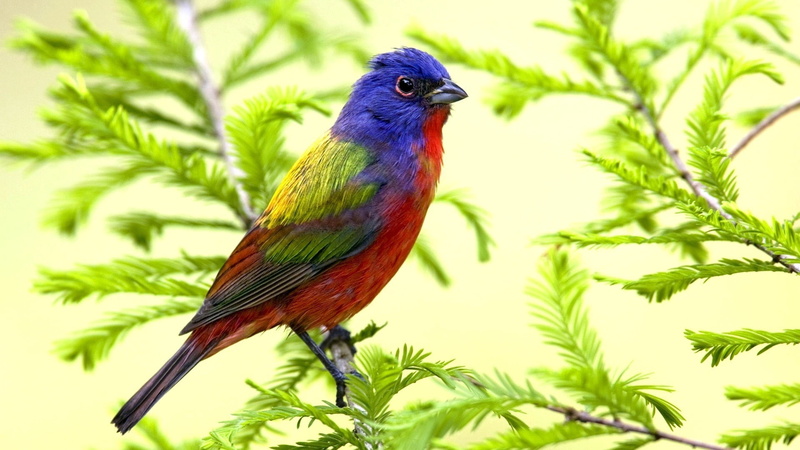 outdoors, bird, animal themes, colors, vibrant Color, rainbow lorikeet, bunting, tropical Climate, green Color, day, feather, one Animal, plant part, perching