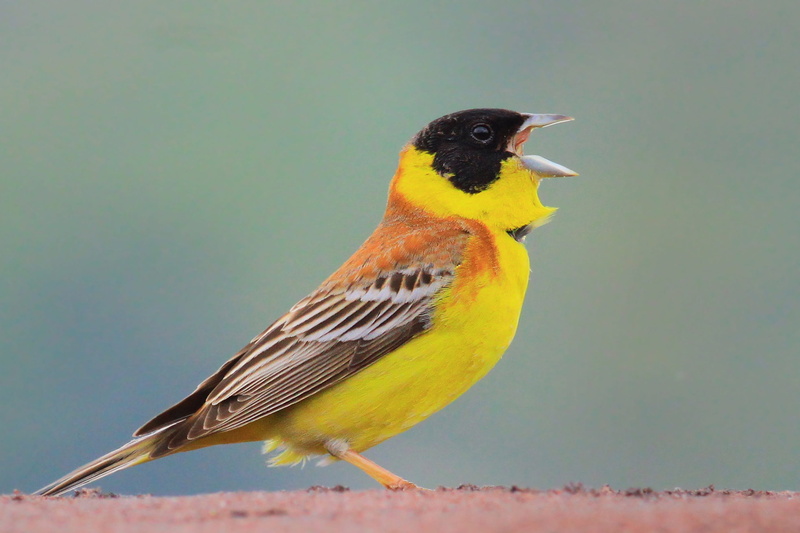 focus on foreground, perching, one Animal, bunting, warble, vertebrate, animal themes, side view, looking, beak, headed, color Image, Bird, karabaşl cinta