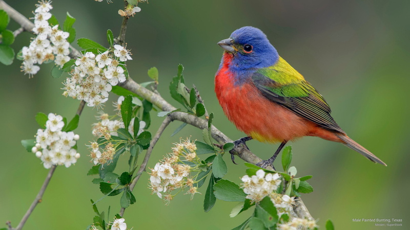 bunting, male, 2K, Birds, painted, texas