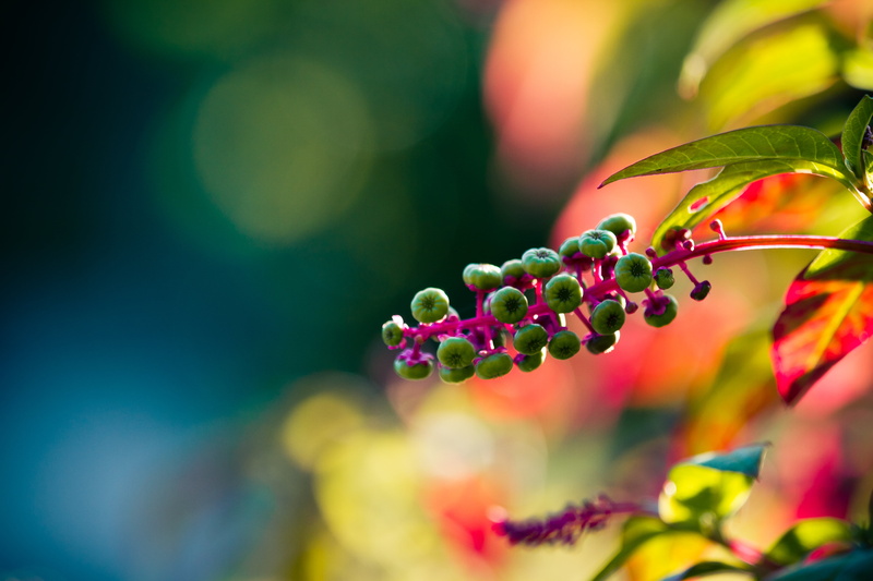Phytolacca americana, fruit, ripe, macro shot, Garten, Dresden, green, blätter, nature, bokeh, summer, usm, American Pokeweed, f4l, flowers, macro, 5K