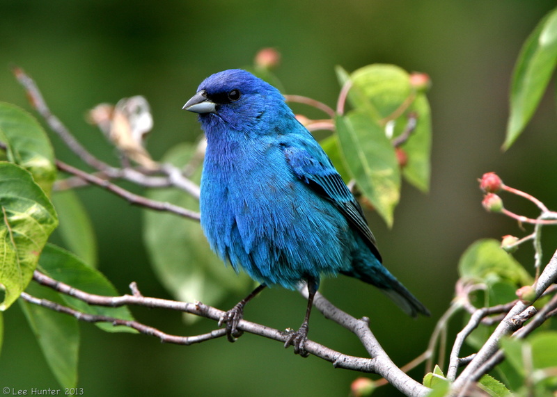 Blue, Bird, Birds, Animal, Indigo Bunting, 2K, Branch